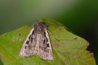 Euxoa hastifera