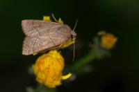 Mesogona acetosellae