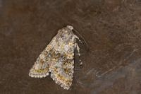 Polymixis xanthomista