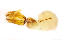 Polymixis xanthomista