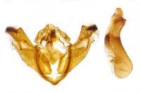 Polymixis xanthomista