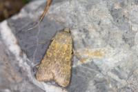 Rhyacia lucipeta