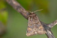 Tholera cespitis