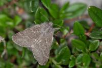 Trichiura crataegi