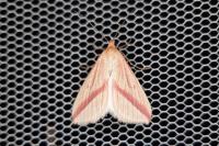 Rhodometra sacraria
