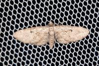 Eupithecia
