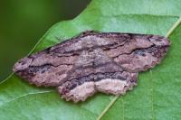 Menophra abruptaria