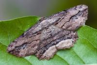 Menophra abruptaria
