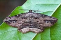Menophra abruptaria