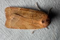 Noctua fimbriata