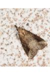 Schrankia costaestrigalis