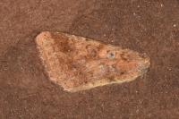Helicoverpa armigera