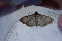 Patania ruralis