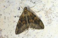 Thera obeliscata obeliscata