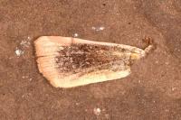 Noctua janthe