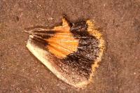 Noctua janthe