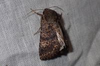 Tholera cespitis