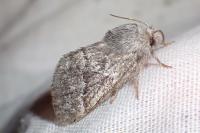 Trichiura crataegi