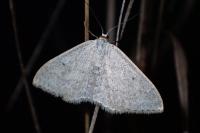 Scopula incanata