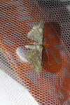 Philereme vetulata