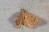 Camptogramma bilineata