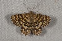 Chiasmia clathrata
