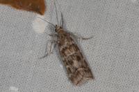 Dioryctria