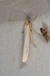 Eilema caniola