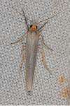 Eilema caniola