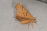 Ennomos erosaria