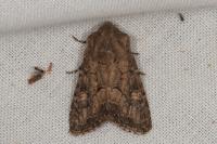 Luperina testacea
