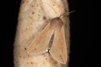 Mythimna unipuncta