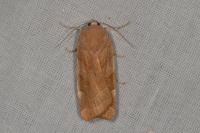 Noctua fimbriata