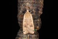 Noctua pronuba