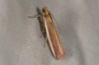 Oncocera semirubella