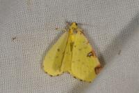 Opisthograptis luteolata