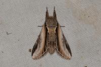 Pheosia tremula