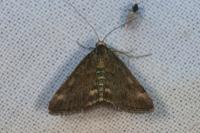 Pyrausta despicata