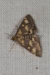Pyrausta purpuralis
