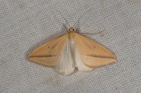 Rhodometra sacraria