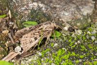 Tholera decimalis