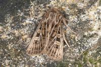 Tholera decimalis