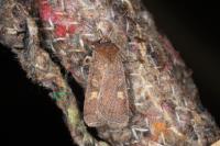 Xestia xanthographa