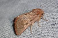 Episema glaucina