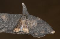 Agrotis ipsilon