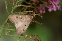 Agrotis trux
