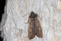 Lithophane semibrunnea