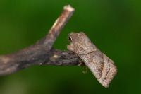 Mesogona oxalina
