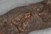 Aedia leucomelas