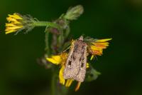 Euxoa obelisca obelisca